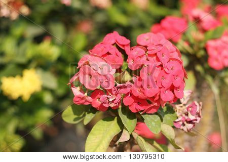 Christ Thorn flowers is the most beautiful ever seen