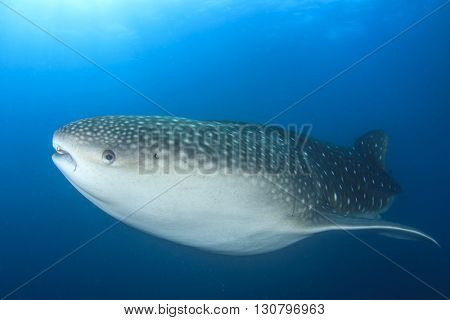 Whale Shark