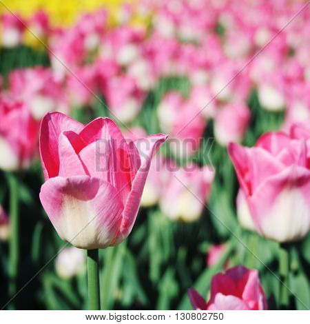 Pink Tulips On The Flowerbed. Aged Photo. Macro.