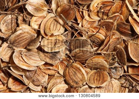 Dried round brown seeds of parsnip (Pastinaca sativa) fill the frame