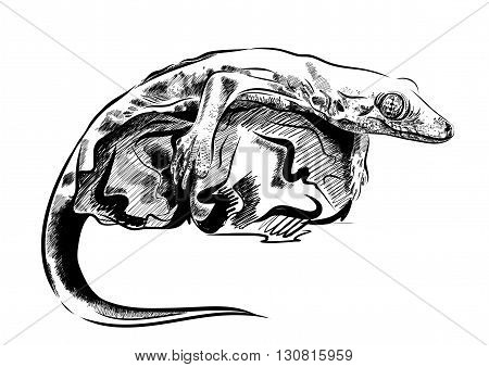 Picture with lizard vector. Graphics on white background. EPS