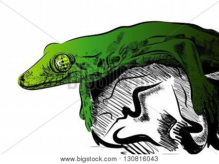 Picture with lizard vector. Graphics on white background. EPS