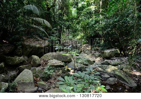 Stream in the jungle near the Juara beach, Tioman island, Malaysia
