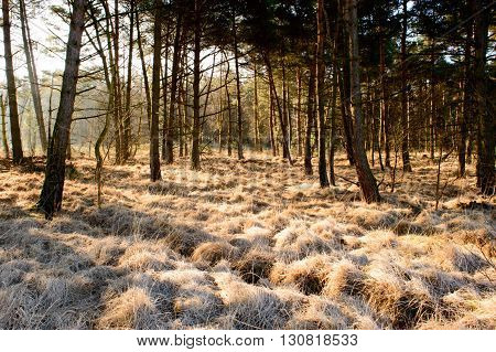 Frosted grass golden colored by the sun shining trough the trees on a cold morning