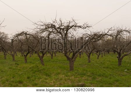 Wide shot of nacked orchard trees in early spring