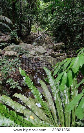 Stream in the jungle near the Mukut beach, Tioman island, Malaysia