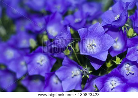 blue flowers, Natural blue wild flower, 
blue background