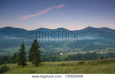 fir trees on meadow between hillsides with conifer forest in fog under the blue sky before sunrise