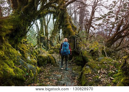 Hiker in Himalayan jungles, Nepal, Kanchenjunga region