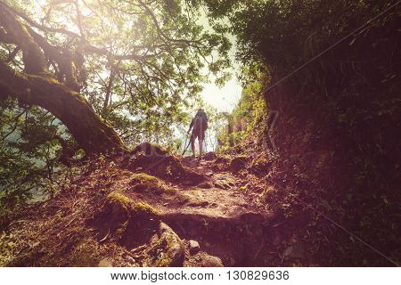 Hiker in Himalayan jungles, Nepal, Kanchenjunga region