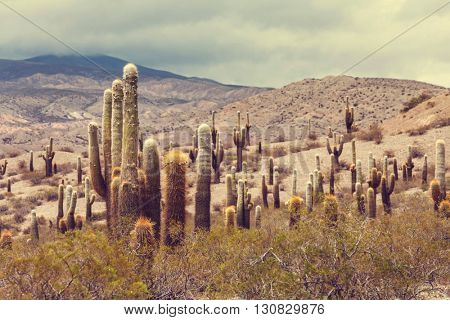 Scenic landscapes of Northern Argentina