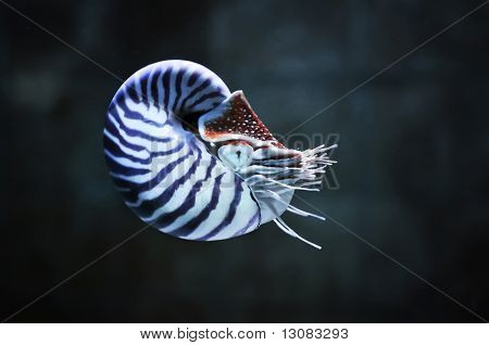 Nautilus Pompillius
