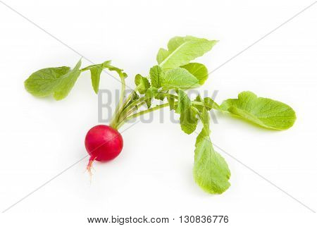 Radish. Fresh red radish isolated on white background.
