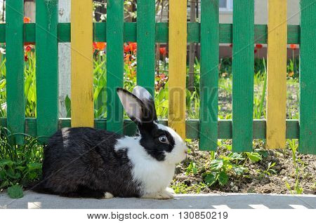 Cute black and white bunny rabbit on a background of yellow-green fence and red tulips countryside