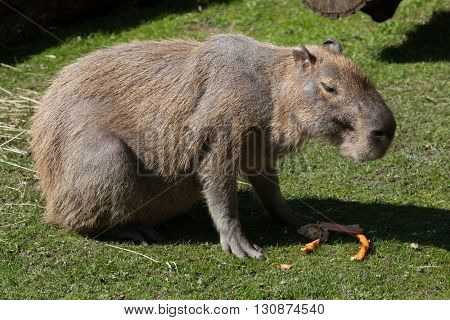 Capybara (Hydrochoerus hydrochaeris). Wild life animal. 