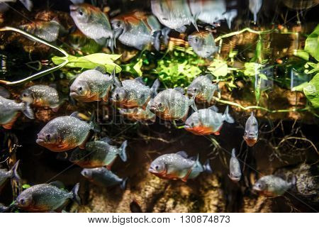 Piranha (Colossoma macropomum) in an aquarium on a green background