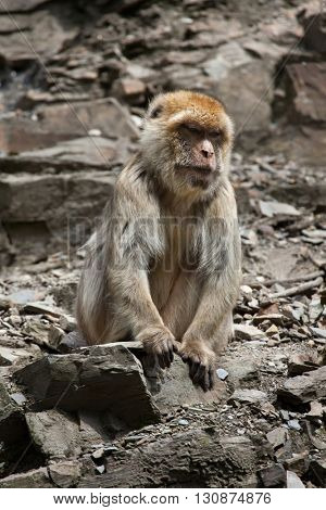 Barbary macaque (Macaca sylvanus), also known as the maggot. Wildlife animal. 