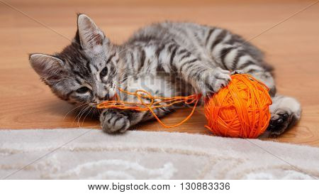 Kuril Bobtail cat plays with a ball of gray thread. Thoroughbred cat. Cute and funny kitten. Pet.