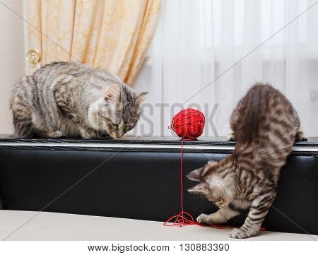 Kuril Bobtail cats. Mama cat watching kitten. Ball of yarn. Thoroughbred cat. Cute and funny kitten. Pet.