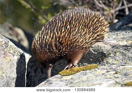 Australian Echidna searching for ants between sandstone rocks