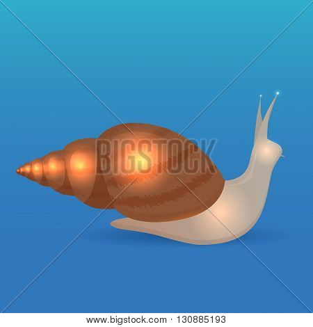Vector illustration of a large snail Achatina. The object separate from background