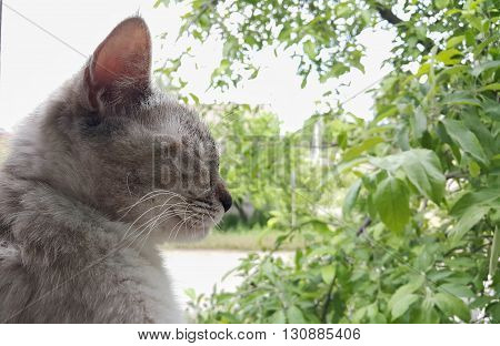 cat sitting in the window an sleep