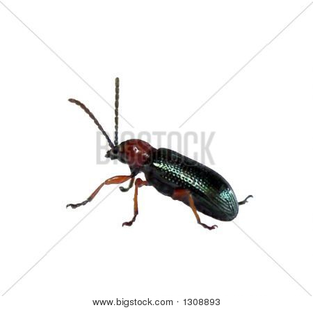 Bug_Green