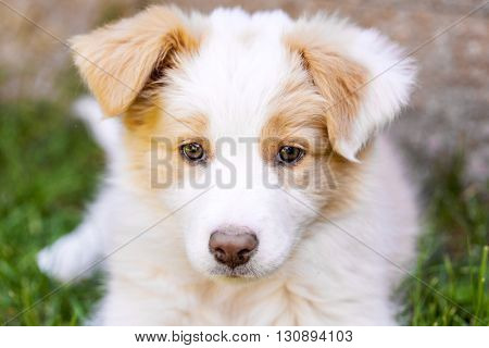 Ee red Border Collie puppy. Young dog outside on the lawn.