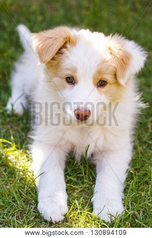 Ee red Border Collie puppy. Young dog outside on the lawn.