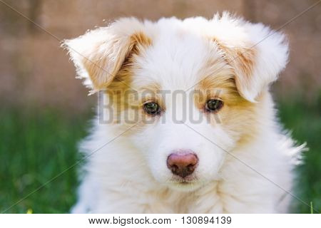 Ee red Border Collie puppy. Young dog outside on the lawn.