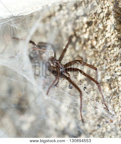 Spider In The Liocranidae Family On Web