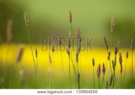Grass On Meadow With Color Background