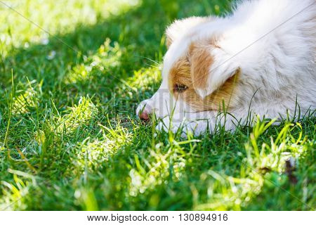 Ee red Border Collie puppy. Young dog outside on the lawn.