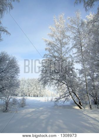 Синие и белые деревья