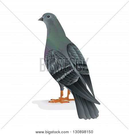 Bird Carrier pigeon domestic breed vector illustration
