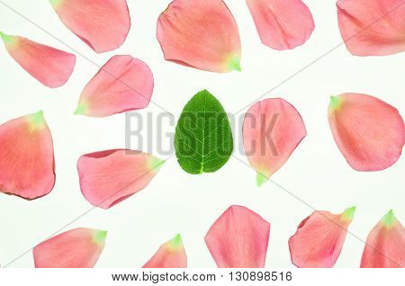 Rose's pink petals and leaf on white background