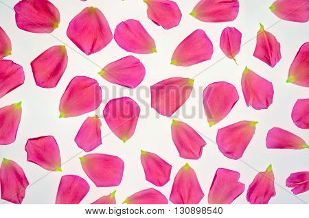 Rose's pink petals and leaf on white background