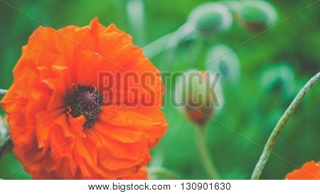 Beautiful natural yellow rose on beautiful morning light, on deep green background, handheld