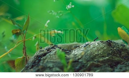 army ants crawling along nice tree stub, root, low perspective, beautiful blurred green background. Some plants on side