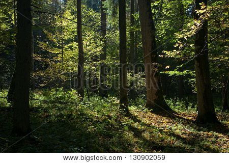 Shady deciduous stand of Bialowieza Forest in summertime morning, Bialowieza Forest, Poland, Europe