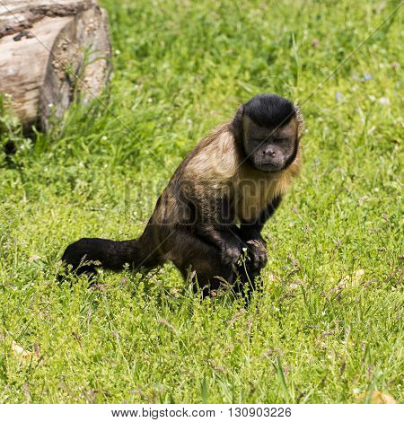 Little monkey attracted something on the ground. What could that be?