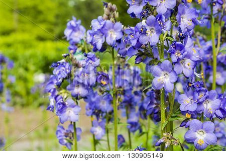 Polemonium Caeruleum L..