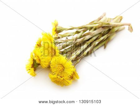 Fresh Spring Flowers Foalfoots