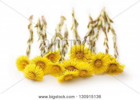 Fresh Spring Flowers Foalfoots