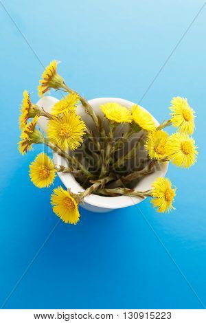 Fresh Spring Flowers Foalfoots