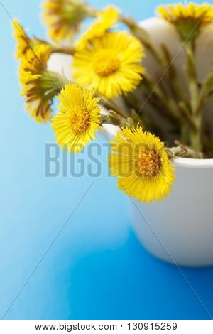 Fresh Spring Flowers Foalfoots