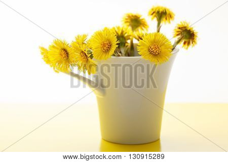 Fresh Spring Flowers Foalfoots