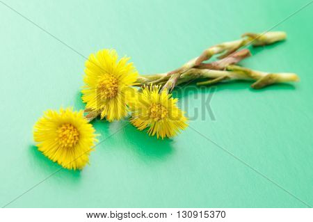 Fresh Spring Flowers Foalfoots