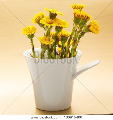 Fresh Spring Flowers Foalfoots