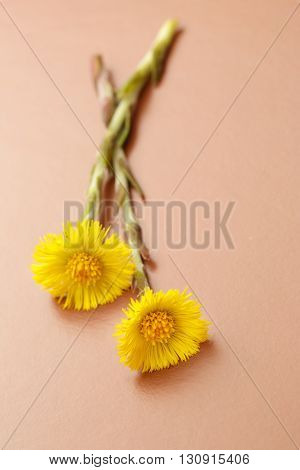 Fresh Spring Flowers Foalfoots